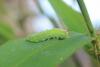 Epistrophe sp.
